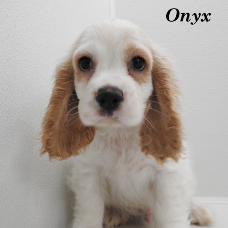 puppy, for, sale, Cocker Spaniel, Joe & Cherri  Overlease, dog, breeder, Miller, MO, dog-breeder, puppy-for-sale, forsale, nearby, find, puppyfind, locator, puppylocator, aca
